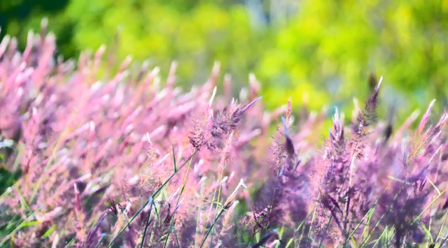 火了！玉林这片粉紫色的山坡，吸引不少人打卡