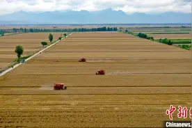 陕西进入夏粮收获高峰期 今年夏粮面积约1600万亩图片