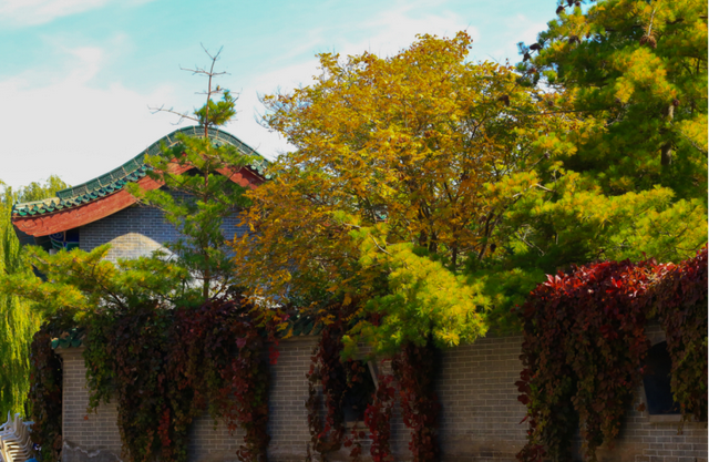 当硬核金川遇上温柔秋天，画面太治愈了！