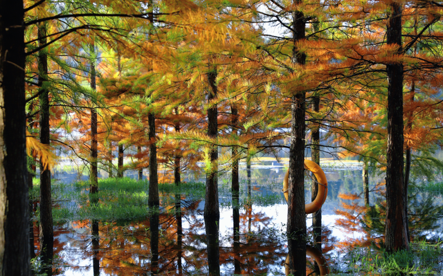 解锁冬日专属浪漫  三家村水库水杉林如诗如画