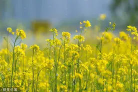 临沂：金黄油菜花扮靓阳光沙滩图片