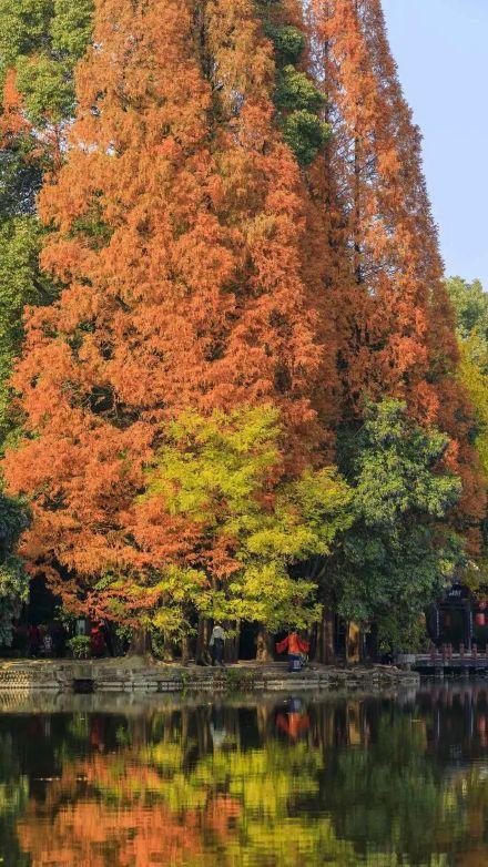 阳光下的水杉是自然的馈赠！冬季里的大美中国