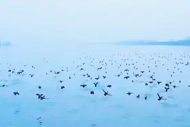 石首：长江故道群鸟盘旋翱翔 景象蔚为壮观图片