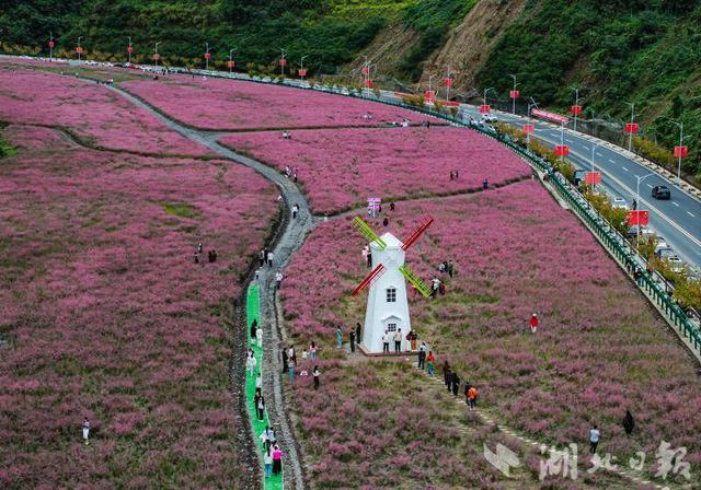 竹山县上庸镇粉黛乱子草丛成热门打卡地