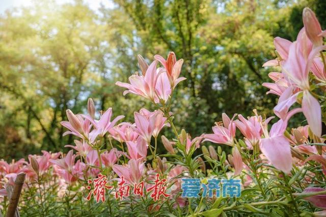 一年四季 泉在济南丨盛夏七月，济南红叶谷景区百合花迎来最佳观赏期