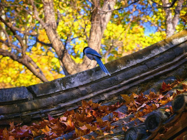 有一种美，叫“地坛的秋”