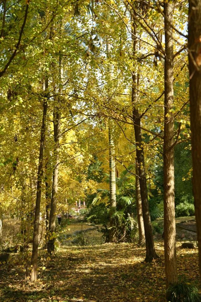 宜宾，含“金”量超高！