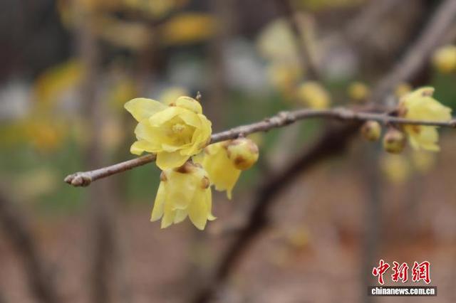 浙江杭州：超山梅花盛开引客来