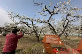 大兴庞各庄万亩梨花开放 设置特色“梨花市集”图片