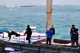 踏浪逐鲜 湛江开渔后的“第一网鲜”来啦！图片