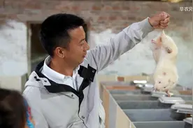 华农兄弟的竹鼠回归，为什么让百万网友泪目？图片