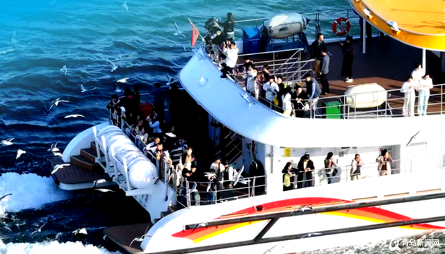 31年鸥声相伴！青岛绘就人与自然和谐新图景