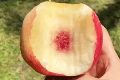 深秋还有桃吃？高山金秋红蜜桃，脆桃粉举双手表示太好吃，最后两周下市图片