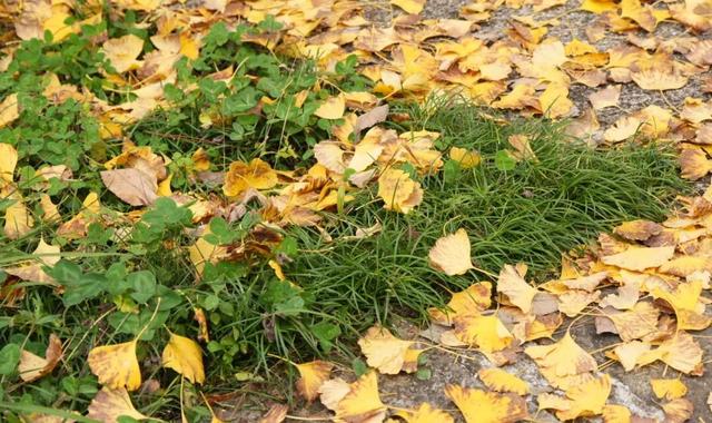 来宣恩矅天眼，看万山红遍，层林尽染！