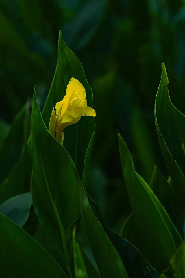 四时天工 扬州如画