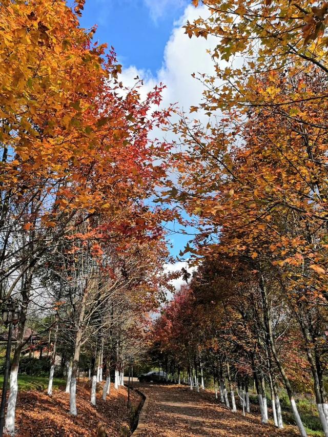 石林万家欢蓝莓庄园“枫”景正好