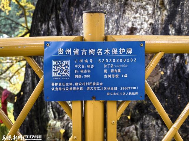 汇川:一颗古树的金色浪漫