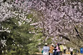 北京：踏青赏花度周末图片