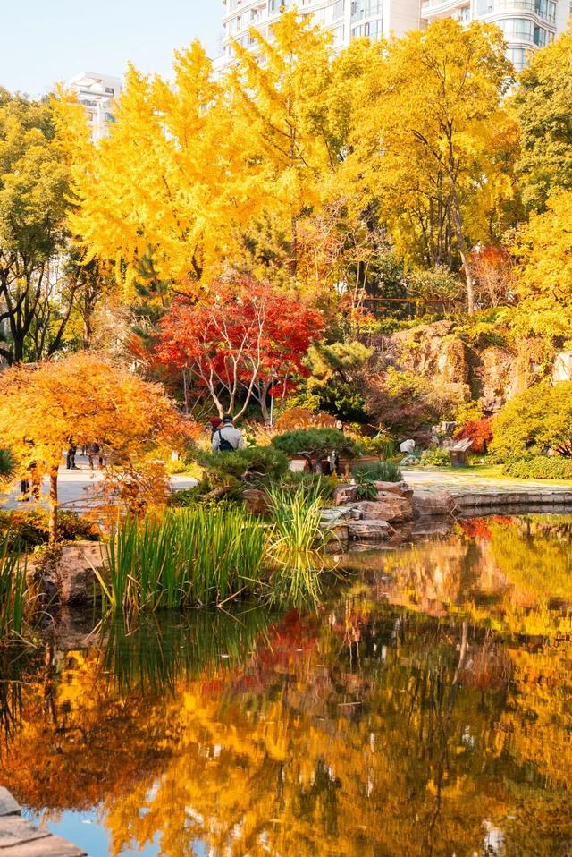 红枫+瀑布！上海市中心免费“斑斓山谷”迎来最美秋景→