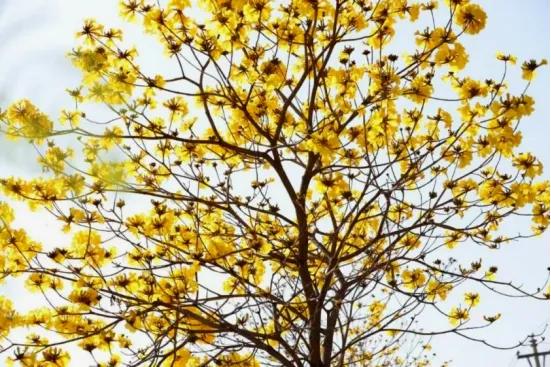 东川黄花风铃开了