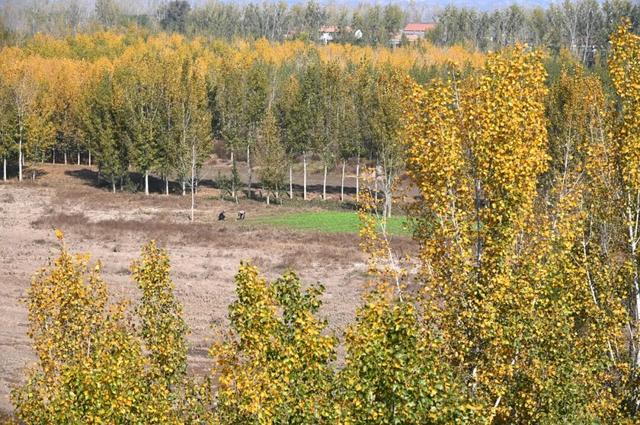 限定初冬美景！就在河南沁阳→