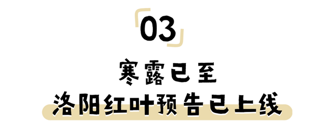 洛阳8天，根本不够玩！