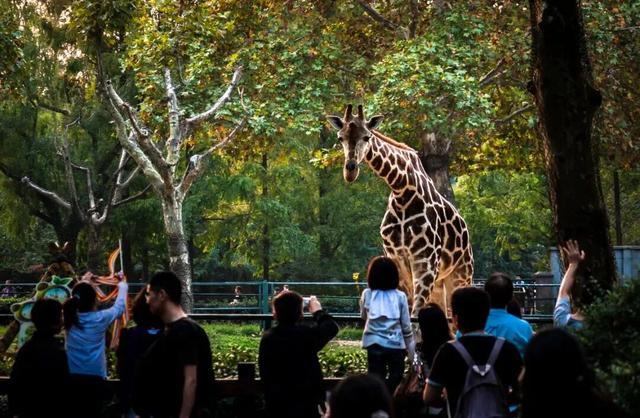 域见上海 域见长宁｜长宁“超级折扣”来了，吃喝住行这波惊喜福利别错过！