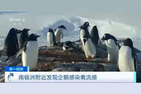 南极洲附近发现企鹅感染禽流感 已有超200只死亡图片