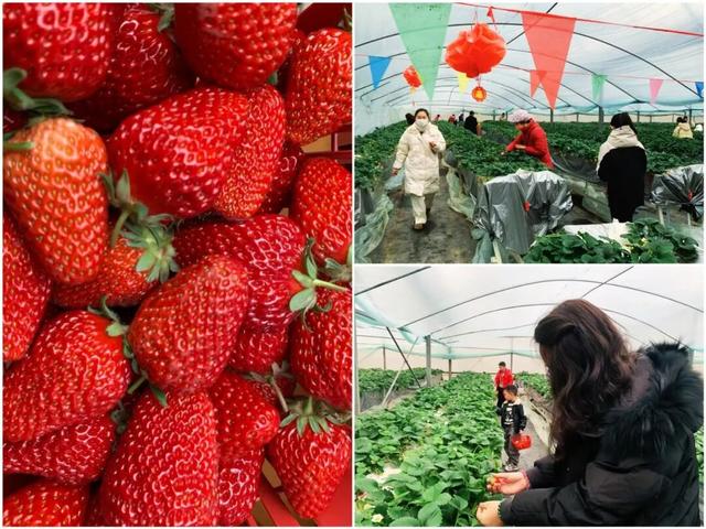上海工会会员服务日来啦！第一波上线：光明田原与瑞华果园最佳草莓采摘季！免门票、85折！