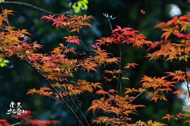 栖霞山红叶实拍+周末活动，不信你不动心！