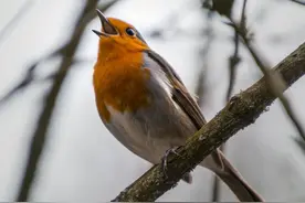 双语百科：为什么鸟儿在黎明歌唱？图片