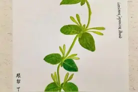 齐鲁道地药材——鲁十味之金银花图片