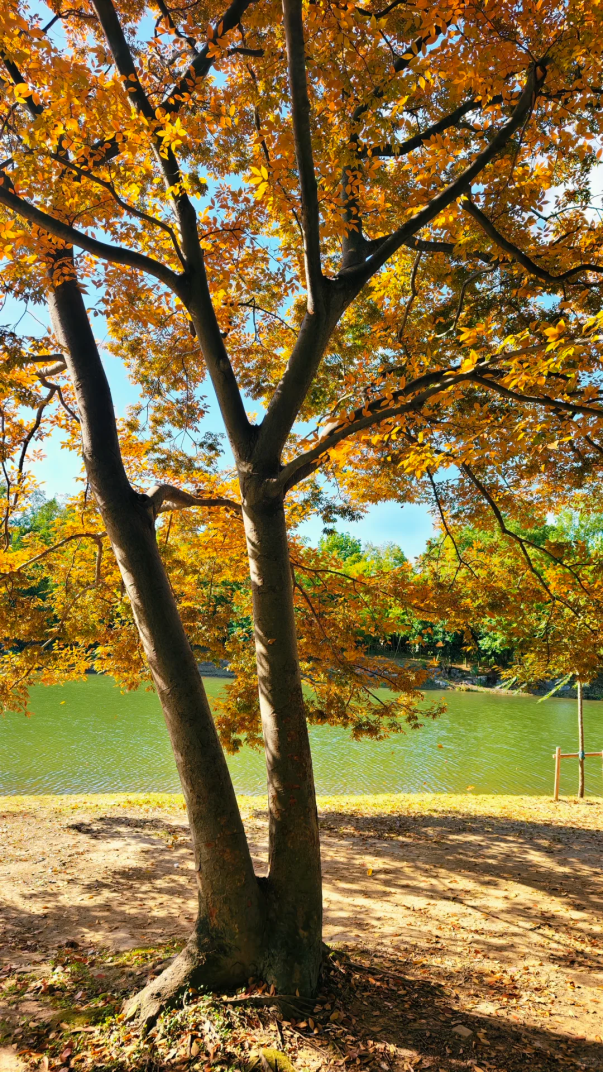 快来这个公园，捕捉五彩斑斓的秋色！