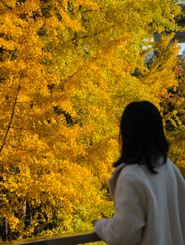 美到犯规！藏在静安深处的秋冬打卡地图上线丨静宝聊天室
