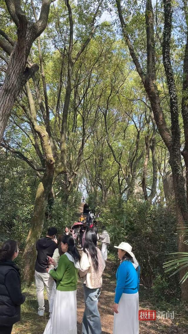 南昌一处林间小路成新晋网红打卡地，被称为现实版的“绿野仙踪”