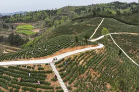 贵州坝羊：不误“茶时”抢茶工图片