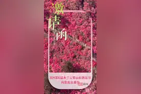 岭上开遍哟·映山红|3月30日，黄陂与您相约木兰云雾山图片