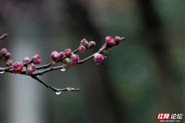 组图丨大寒日，去株洲文化园收集春天的预告片