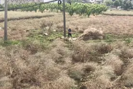 开阳县龙岗镇：18000亩油菜喜迎丰收图片