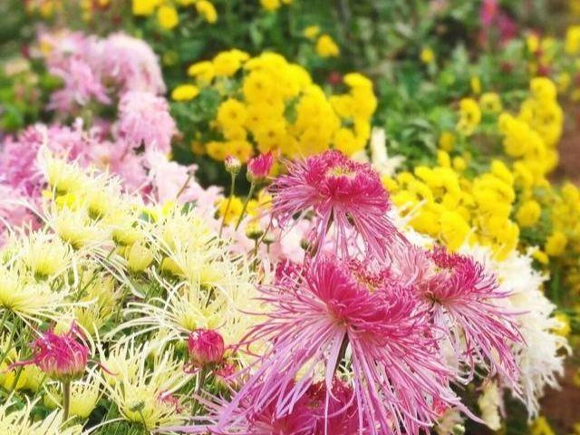 北京号最精彩｜赏菊+品宴！初冬的第一份浪漫就藏在这里→