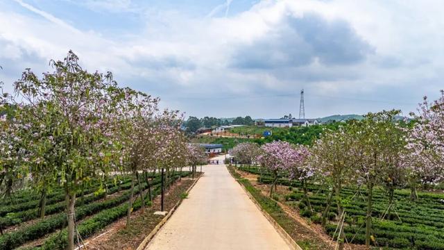 智绘江南蓝图 共启未来新篇 | 江南区重点文旅招商项目推介