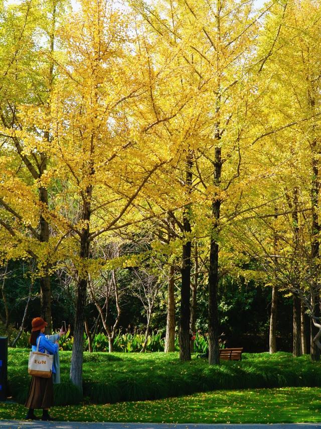 上海顶级秋景！藏着传统中国色→
