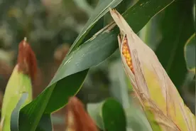 陕西西安：秋玉米迎来丰收季图片