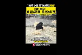 红山动物园小猩猩被疑抑郁 官方：人工养大错过回群机会图片