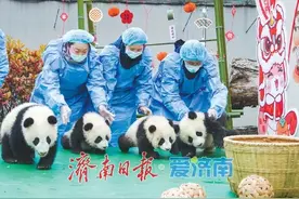 萌宝贺新春 “2024级”新生熊猫宝宝集体拜年啦图片