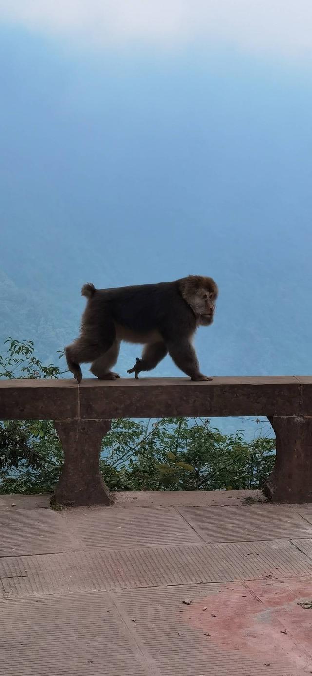 “小小峨眉山”爆梗刷屏，背后是山岳型景区转型的“小小努力”