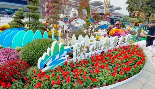 官宣：11月1日起，持续一个月！很多武汉人等了一年