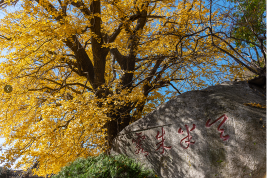 畅游青岛 文明相伴｜崂山秋日C位出道！七百年银杏迎来黄金时刻