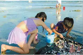 夏日赶海乐趣多图片