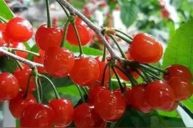 谁不说俺家乡好/含桃甜樱桃红图片